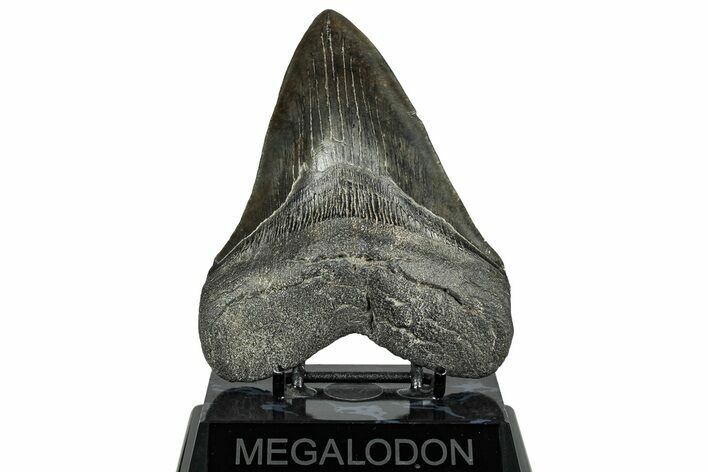 Huge Fossil Megalodon Tooth - South Carolina #324267